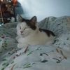 calebpackcat